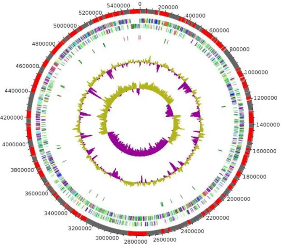 Figure 6. Graphical circular map of the chromosome. From outside to the center: Genes on the forward  strand colored by COG categories (only genes assigned to COG), genes on the reverse strand colored by  COG categories (only gene assigned to COG), RNA gen