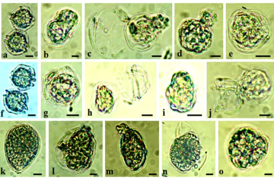 Fig 5. Light microscope observations of morphological damages of vegetative cells of the targeted dinoflagellate species