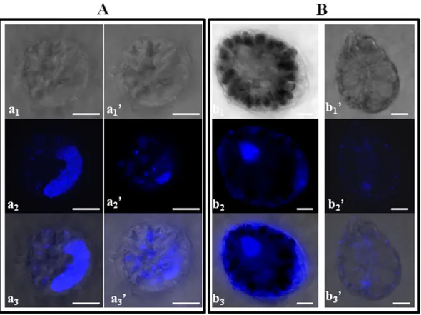 Fig 6. Light (a 1 ,a 1 ’,b 1 ,b 1 ’), epifluorescence (a 2 ,a 2 ’,b 2 ,b 2 ’) and superposed light-epifluorescence (a 3 ,a 3 ’,b 3 ,b 3 ’) microscope photographs of dinoflagellate vegetative cells cultured with Ulva rigida thalli