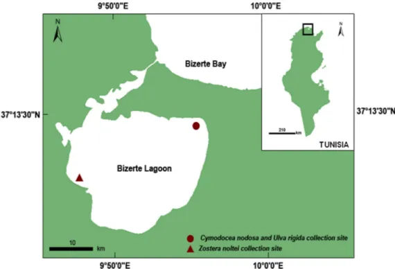 Fig 1. Macrophyte collection sites (North of Tunisia, Southern Mediterranean Sea). Circle: Menzel Jemil station; Triangle: Menzel Bourguiba station.