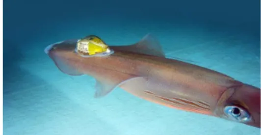 Figure 3. Underwater slocum glider equipped with acoustic  receiver to study spawning activity of Atlantic Cod