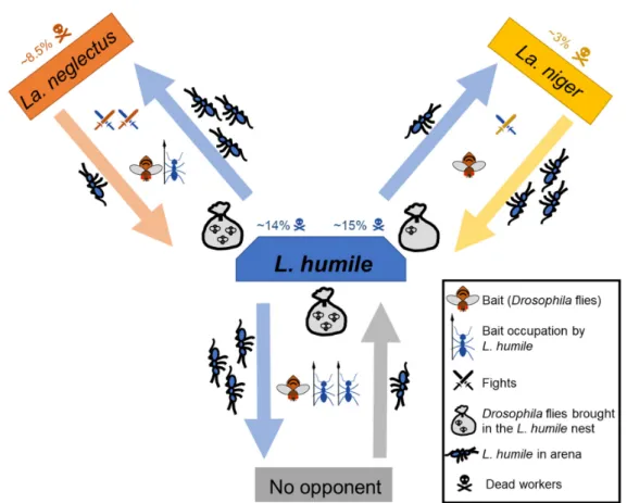 Figure 4. Summary of the patterns observed in the interactions between Linepithema humile (blue) and  Lasius neglectus (orange) or Lasius niger (yellow) or without opponent (grey)