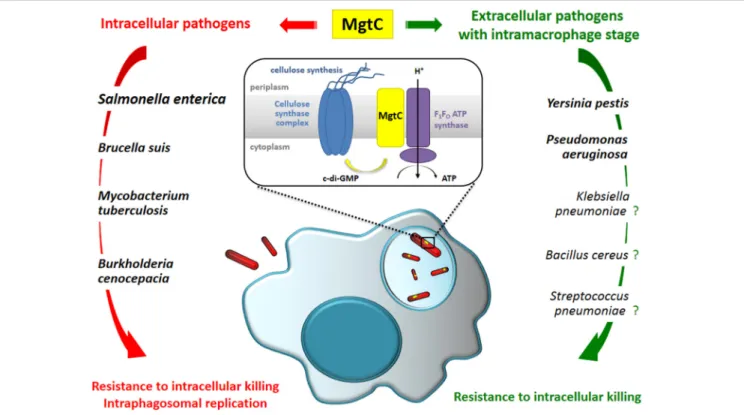FIGURE 1 | MgtC promotes an intramacrophage phase in intracellular and so-called extracellular pathogens and may be considered as a clue to reveal bacterial pathogens adapted to an intramacrophage stage