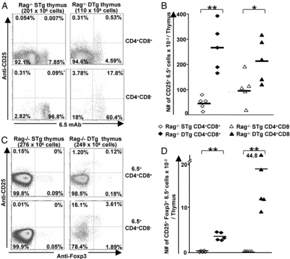 Fig. 4. Autoreactive 6.5 ⫹ thymocytes from RAG ⫺ / ⫺ DTg mice express CD25 and Foxp3. (A) Expression of the 6.5-TCR and CD25 on DP and SP thymocytes from RAG ⫺/⫺ STg or DTg mice was determined by FACS