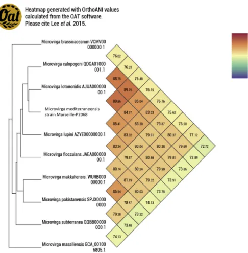 FIG. 6. Heat map generated with OrthoANI values calculated using OAT software between Microvirga mediterraneensis sp