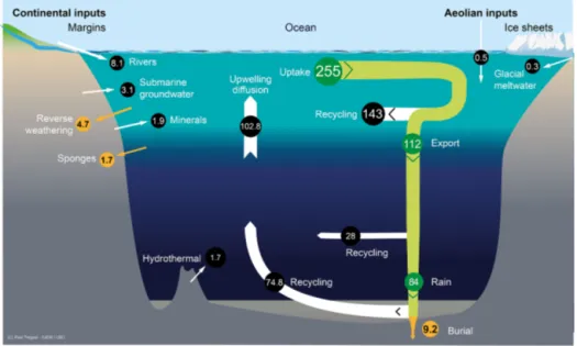 Figure 1. Schematic view of the Si cycle in the modern world ocean (input, output, and biological Si fluxes), and possible balance (total Si inputs = total Si outputs = 15.6 Tmol Si yr −1 ) in reasonable agreement with the individual range of each flux (F)