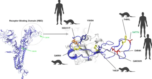 Figure 4. Three-dimensional structure of the spike protein showing the amino acid substitutions in the receptor-binding motif of the Marseille-4 variant and of other variants detected in humans and/or mink.