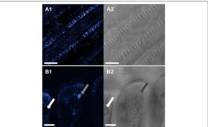 Fig. 9 a1: representative ageladine-a pH staining of filament section, a2: corresponding transmission image