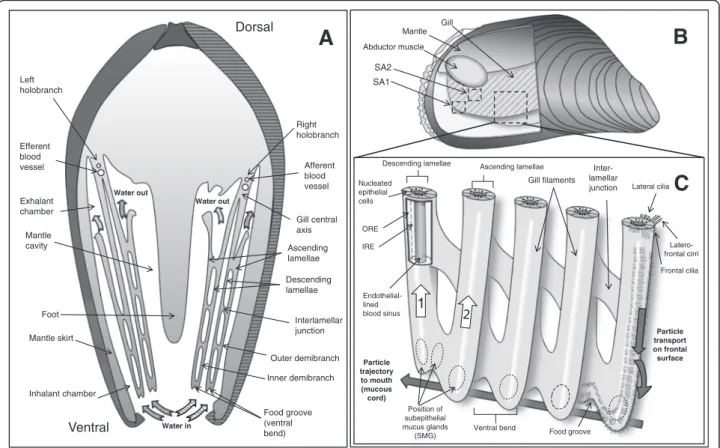 Fig. 1 Schematic representations of the gill morphology of M. edulis. a: cross section (posterior view) of M