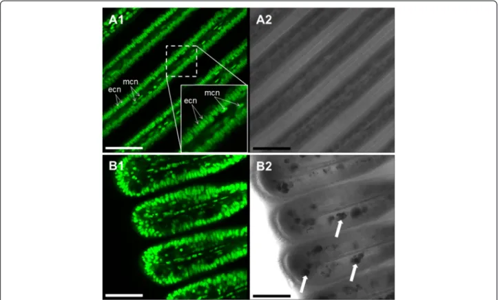 Fig. 2 Representative Syto-13 staining in M. edulis gills (a1, b1) and corresponding transmission images (a2, b2)