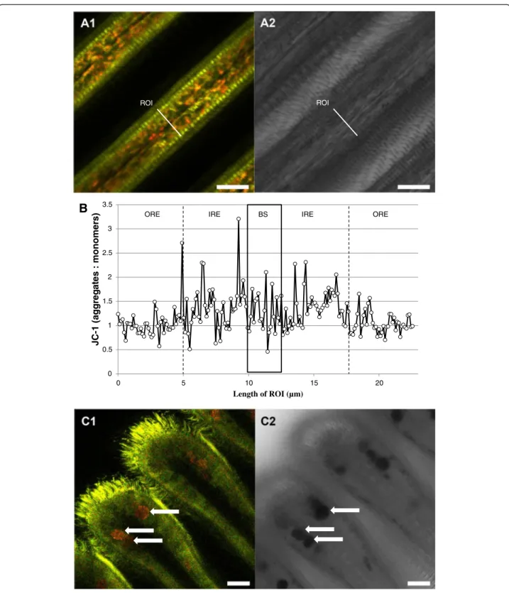 Fig. 4 Representative JC-1 staining of gill filament visualizing areas with different mitochondrial membrane potential ( Δψ m)