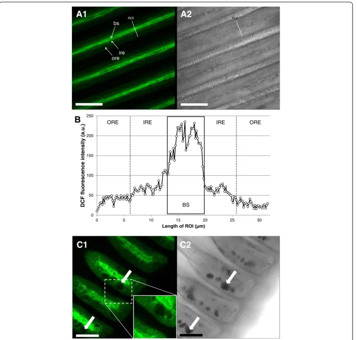 Fig. 6 Representative DCF fluorescence patterns in M. edulis gills (ROS/RNS formation)