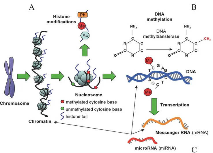 Figure BOX 1. Types of epigenetic modifications. (A) Histones can undergo phosphorylation (Ph), methylation (Me), and acetylation (Ac), among other chemical modifications