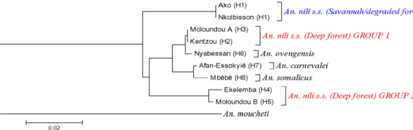 Figure 2. Neighbor-Joining (NJ) trees of An. nili s.l. D3 haplotypes from Cameroon. H1….Hn: Haplotype 1 to Haplotype n.