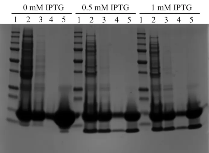 Fig 3. Purification protocol of MA β 1–42 IBs dissolved in 8M urea. Lane 1: 10 – 250 kDa protein marker, lane 2: IBs after urea denaturation, lane 3: after passing through DEAE resin, lane 4: after 30-kDa ultrafiltration, lane 5: after 3-kDa concentration.