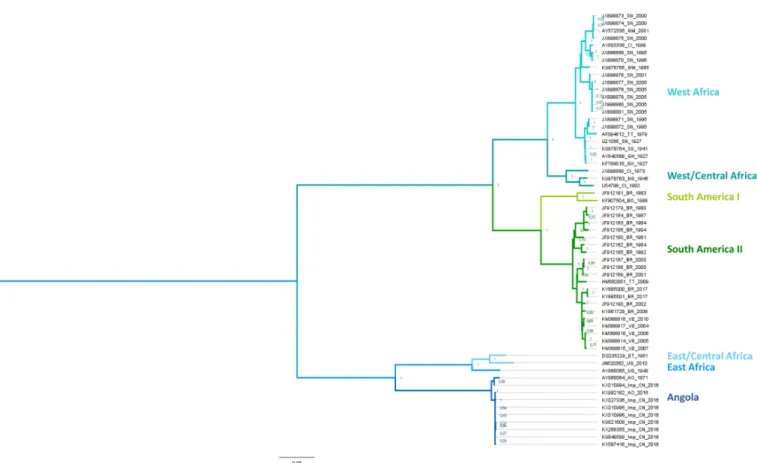 Figure 3. Phylogenetic relationships among strains of YFV. The tree was inferred from an alignment of 59 YFV coding sequence (CDS) downloaded from the European Molecular Biology Laboratory (EMBL) database and aligned according to amino acid sequences using