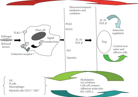 Figure 1: A model for parasite-derived factors-host cell interaction and signaling pathways.