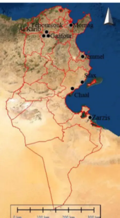 Figure 1. Sampling regions Teboursouk, Al Karib, Gaâfour, Mornag (northest of Tunisia), Jammel (central  coast) and Sfax, Châal, Zarzis (southeast of Tunisia)