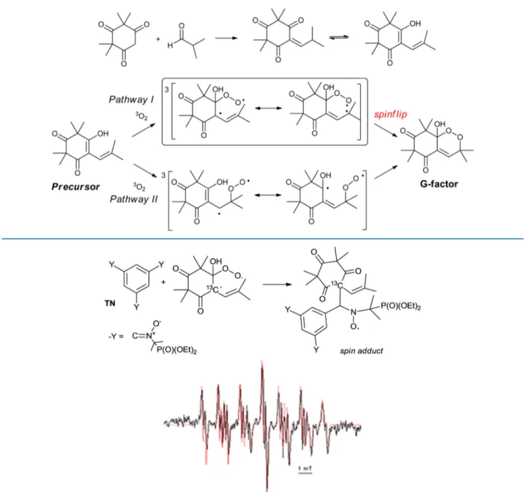 Figure 1. EPR signal obtained in benzene after 1 h of reaction between molecular oxygen and precursor (0.2 mol dm −3 ) in the presence of TN (80 mmol dm −3 )