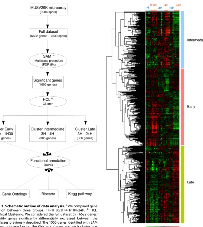 Figure 4. Hierarchical classification of 1000 significant genes differentially expressed at early and late stages of  inflamma-tion