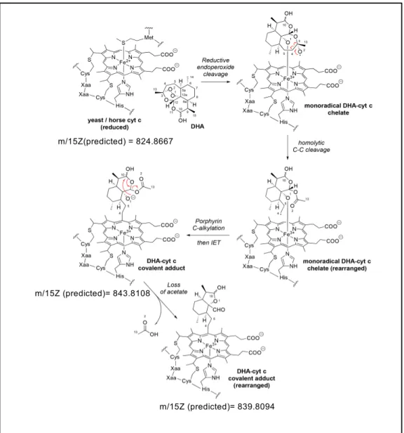 Figure S3: Alkylation and fragmentation pathway of DHA-cytochrome c adducts according to ESI-MS data.