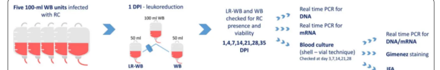 Fig. 1  Graphical representation of the procedure used in this study. Abbreviations: WB, whole blood; LR‑WB, leukoreduced whole blood; dpi, day  post‑infection; RC, Rickettsia conorii 