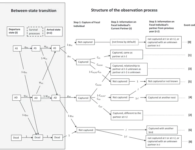Figure 1. Illustrative figure of the between-state transition process and the structure of the observation process used to estimate pair fidelity rates