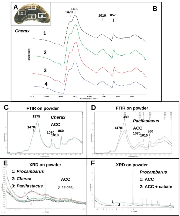 Figure  5.  Analysis  of  the  gastrolith  CaCO 3   polymorph  by  Fourier  transform  infrared  (FTIR)  and  XRD