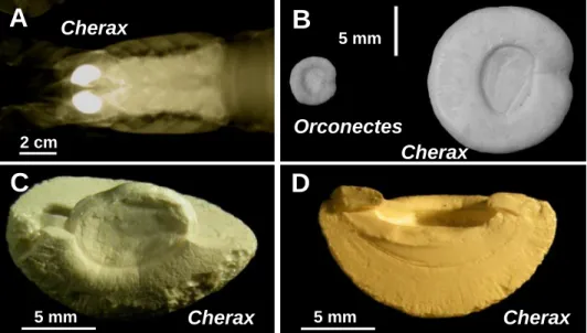 Figure 1. A: Radiography of the anterior part of a Cherax quadricarinatus specimen at the  end  of  the  calcium  storage  process,  which  occurs  all  during  the  premolt,  showing  the  localization  of  two  X-ray  dense  gastroliths