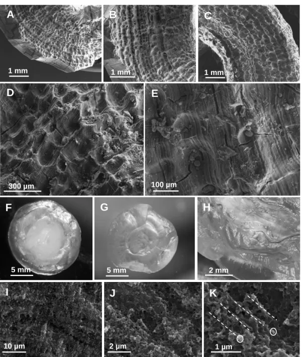 Figure 4. A–E: SEM observations of the external aspect of a Cherax gastrolith in postmolt  after a beginning of natural digestion in the stomach (different magnifications)