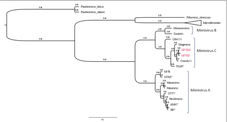 FIGURE 6 | Hierarchical clustering based on the pattern of gene presence/absence for the NCVOGs of different mimivirus isolates