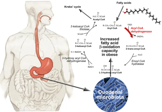 Fig 4. Fatty acid beta-oxidation by duodenal microbiota in obese individuals. The degradation of fatty acids involves their conversion into Acyl-CoA followed by multiple repetitions of the fatty acid beta-oxidation cycle that leads to the removal each roun