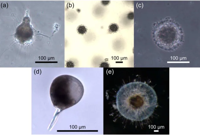 Figure  4.  Images  of  the  most  abundant  morphotypes  surveyed  in  this  work,  including  Polycystina  (a-c),  and  Phaeodaria (d-e)