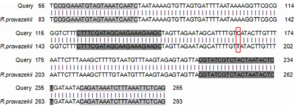 Figure 6. Result of Genbank alignments for genotyping. Grey boxes indicate the locations of PCR primers.
