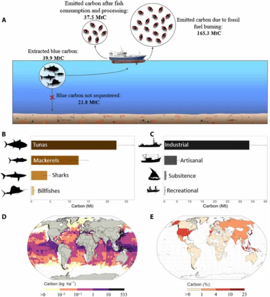 Fig. 1. Total blue carbon extraction of large fish since 1950. Fate of blue carbon and associated emissions (A)