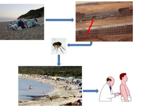 Fig 2. Sunbathing on the beach and murine typhus.