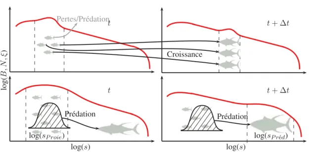 Figure III Entre deux pas de temps, deux processus principaux propagent le signal saison- saison-nier le long du spectre de communauté diversifié: (1) l’advection de biomasse par la  crois-sance en taille des individus (haut); le saut de biomasse entre cla