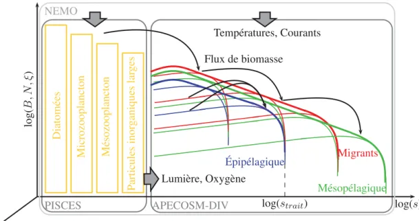 Figure IV Schéma du flux de biomasse des niveaux trophiques inférieurs, modélisés par NEMO-PISCES [20], aux niveaux trophiques supérieurs, modélisés par APECOSM-DIV, dans un environnement physique déterminé par NEMO [64].