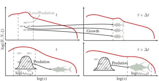 Figure 1.5 Modes of biomass propagation along the community size spectrum in a sea- sea-sonal environment: top, the growth driven advection of biomass between two time steps;