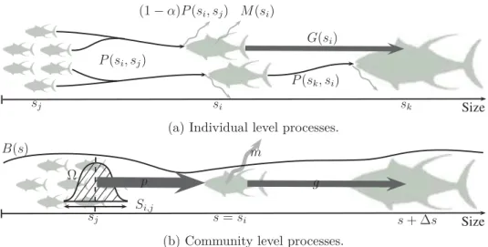 Figure 2: Size selective predation drives the flow of energy in marine eco- eco-systems at individual and community levels : black arrows represent biomass fluxe and grey arrows biomass dissipation.