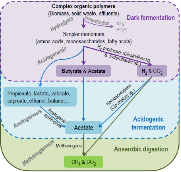 Figure 2. Links between anaerobic digestion, acidogenic fermentation and dark fermentation