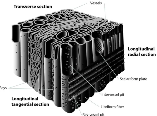 Figure 2 Charcoal fragment observed according to the three anatomical sections: transverse,  longitudinal tangential and longitudinal radial