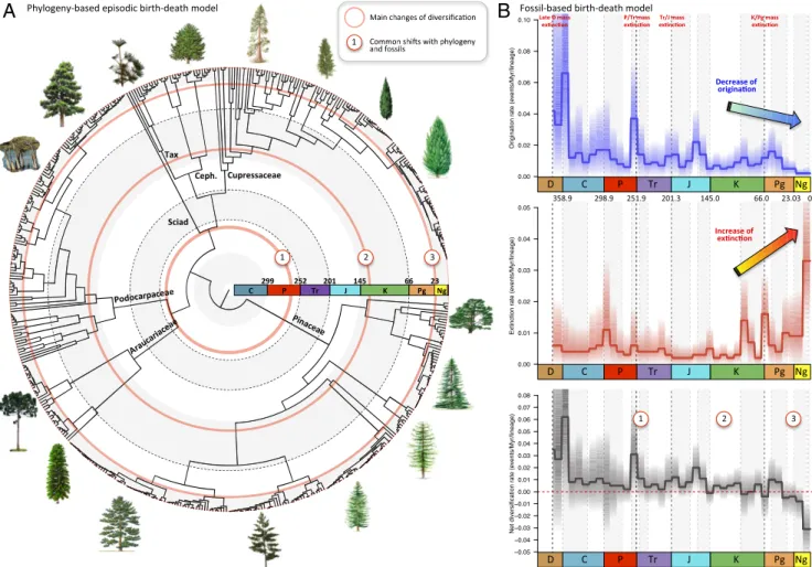 Fig. 2. Global diversification of conifers inferred from a molecular phylogeny and the fossil record