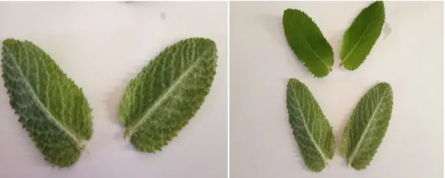 Figure 01 : Plante Mentha rotundifolia récoltée au mois  février, dans la région de lakhdaria  Willaya de Bouira