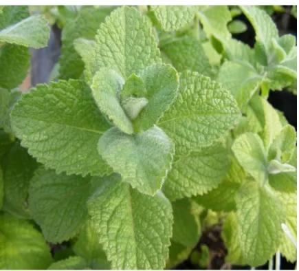 Figure 10: La plante de Mentha rotundifolia (originale). 