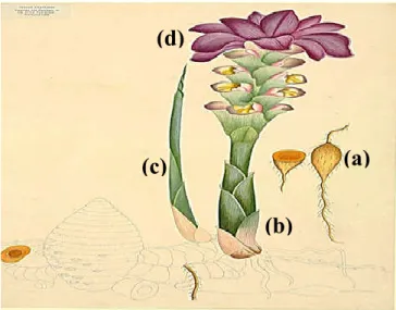 Figure 01 : Illustrations de Curcuma xanthorrhiza .a : rhizome, b : tige, c : feuilles, d : fleur
