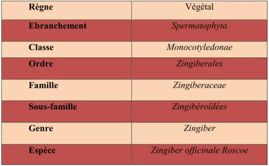 Tableau n°II : la taxonomie de l’espèce Zingiber officinale Roscoe (Lien 06). 