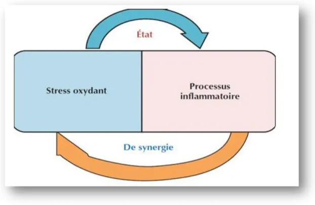 Figure  09 :  Le stress  oxydant  est  la cause ou la conséquence de l’inflammation                   (Belaïch, 2016)