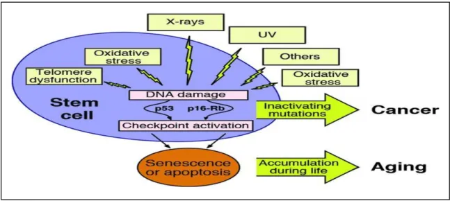 Figure  11 :  l’origine  etLes  conséquences  biologiques  du  stress  oxydant  (Jclin,  2004).