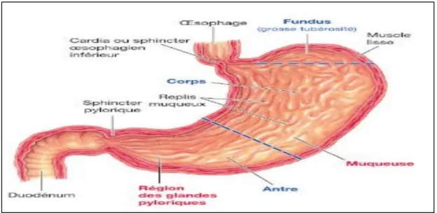 Figure 14 : Anatomie de l’estomac (Sherwood, 2015). 